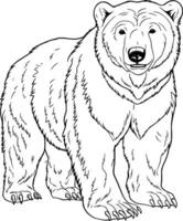 realista oso vector ilustración