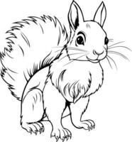 Realistic Squirrel Vector Illustration