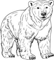 realista polar oso vector ilustración