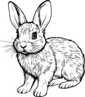 Realistic Rabbit Vector Illustration