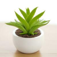 Cute Aloe Plant in a Pot With Background - AI Generated photo