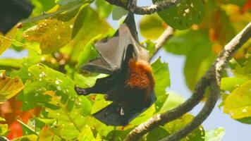 Flying fox upside down on a sunny day, jungle. Tropical world, wild animals video