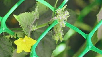 Blooming cucumbers. Growing organic vegetables in the garden. Summer and gardening video