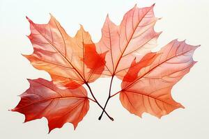 Autumn colored fall leaf isolated on transparent background overlay texture. AI generative photo