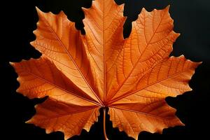 Autumn colored fall leaf isolated on transparent background overlay texture. AI generative photo