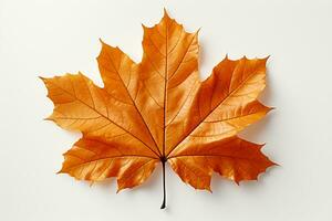 Autumn colored fall leaf isolated on transparent background overlay texture. AI generative photo