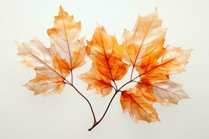 Autumn colored fall leaf isolated on transparent background overlay texture. AI generative photo