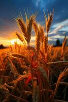 the rice ears are heavy and towering into the clouds. AI generative photo