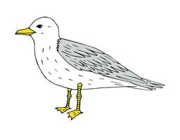 Vector hand drawn colored sketch sea gull