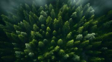 Overhead Sunlit Forest Beauty - Generated AI Photograph photo