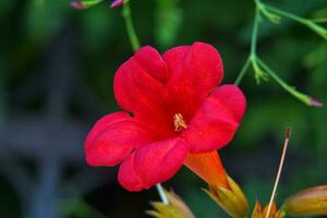 rojo kampsis flor en un borroso antecedentes foto