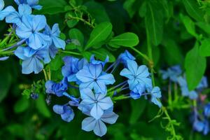 el verde arbusto con azul jazmín flores foto