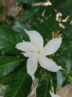 white mondokaki flowers are very sweet with leaves so green photo