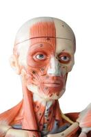 face muscle human anatomy model with transparent background photo