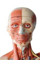 face muscle human anatomy model with transparent background photo