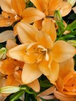 Lilies. Floral background from lilies. Background of orange lilies for a greeting card. Wall mural photo