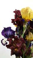 Irises. Bouquet of irises on a white background. Greeting card. Valentine's card photo