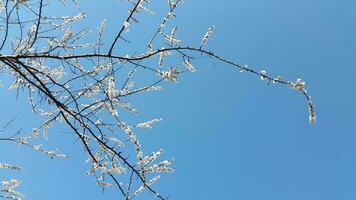 Blooming apricot against the blue sky. Apricot tree flowers. Spr photo