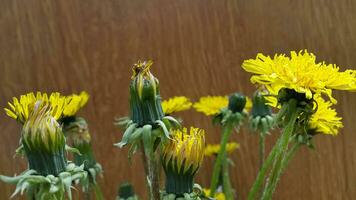 Dandelion flowers. Dandelion flowers on wood background photo