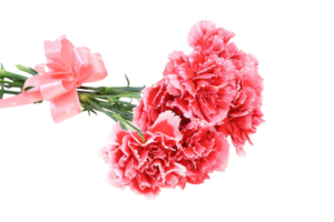 carnation flower png transparent background