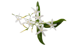 Jasmin Blume png transparent Hintergrund