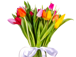 tulp bloem PNG transparant achtergrond