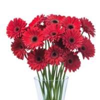 Gerbera png transparent background