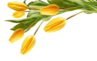 Tulpe Blume png transparent Hintergrund