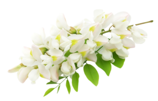 Jasmin Blume png transparent Hintergrund