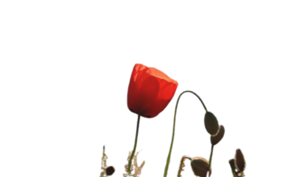 coquelicot fleur png transparent Contexte