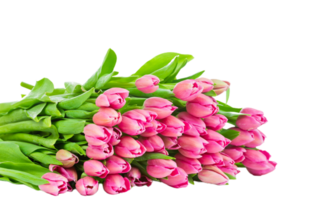 tulipán flor png transparente antecedentes