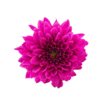 Dahlie Blume png transparent Hintergrund