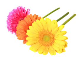 Gerbera png transparent background