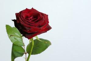 Red Rose. Red rose flower on a white background. Greeting card photo