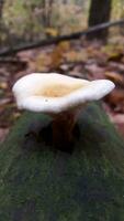 Poison mushroom. Toadstool mushroom on a rotten tree trunk photo