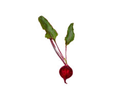 Beetroot png transparent background