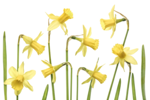 narciso flor png transparente fundo