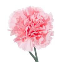 œillet fleur png transparent Contexte