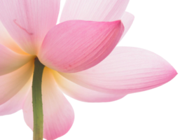 lotus flower png transparent background