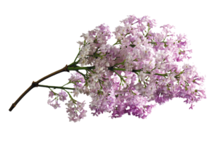 lilas fleur png transparent Contexte