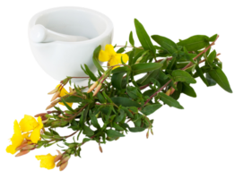 evening primrose flower png transparent background