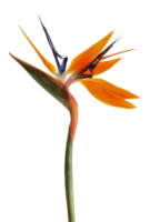 Vogel von Paradies Blume png transparent Hintergrund