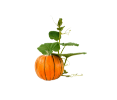 Pumpkin png transparent background