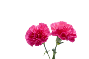 Nelke Blume png transparent Hintergrund