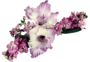 Gladiole png transparent Hintergrund