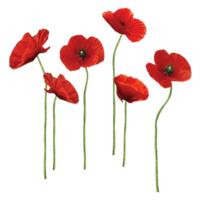 Mohn Blume png transparent Hintergrund