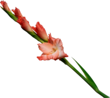 gladiolus png transparent bakgrund