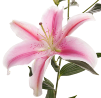 Lilie Blume png transparent Hintergrund