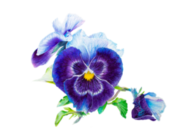 Pansy flower png transparent background