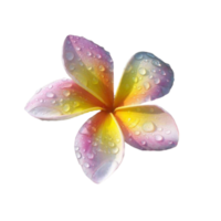 plumeria bloem PNG transparant achtergrond